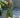 Robe GREEN PALM FARM RIO LUXE