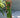 Robe GREEN PALM FARM RIO LUXE