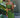 Robe GREEN PALM FARM RIO LUXE