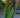 Robe GREEN PALM FARM RIO LUXE