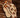 Tongs TROPICAL beige