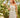 Robe FLORE