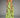 Robe GREEN Poésie FARMRIO LUXE